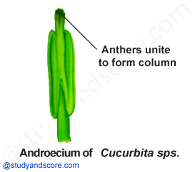 Cucurbitaceae, vegetative characters, cucurbita, cucumber, pumpkin family